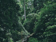 -西双版纳原始森林公园