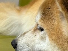 -是阿柴呀！柴犬咖啡·爱喵喵猫咖