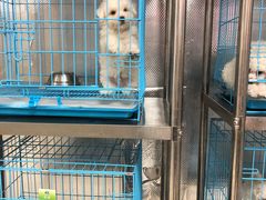 -翊宠yipet猫狗购宠庄园犬舍•猫舍