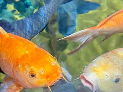 -上海海洋水族馆