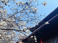 -灵谷景区