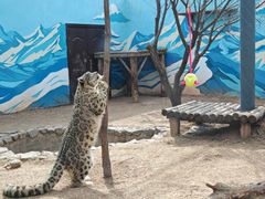 -青藏高原野生动物园