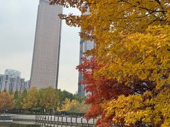 -大望京公园