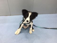 -伟伟宠物医院·CT影像中心·瑞派犬猫综合性门诊(汉口总院)