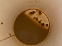 -red donkey coffee