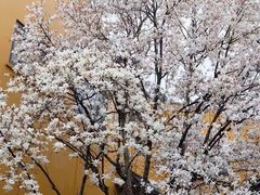 -龙华寺