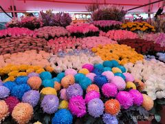 -越秀西湖花市(广州城市广场花卉店)