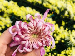 -华强阁菊花宴自助火锅店