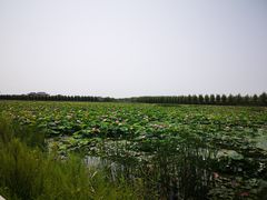 -呼兰河口湿地公园