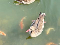 -南京汤山紫清湖生态旅游温泉度假区