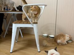 -唐小姐の私宠·宠物洗护美容·撸猫馆·购宠(周浦万达旗舰店)