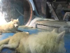 -海合安青岛极地海洋公园