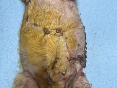 -喵汪萌宠屋旗舰店.洗澡美容.猫狗基地