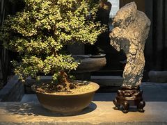 -觀芷隐轩