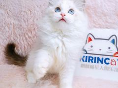 -十年猫舍·猫咪专门店(普陀店)