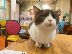 -猫小院猫主题咖啡厅(北锣店)