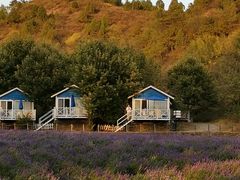 -紫海香堤香草艺术庄园