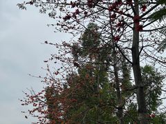 -长洲岛