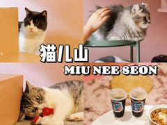-猫儿山۰猫主题餐厅