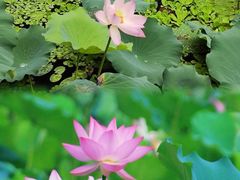 -荔湾湖公园