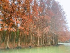 -上海海湾国家森林公园