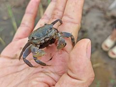 -南汇新城海滩