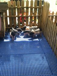 -萌宠亲子动物乐园(槐房万达店)