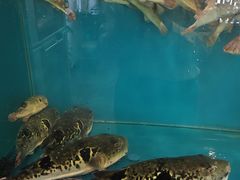 -天正河鲀·河豚亭(大连店)