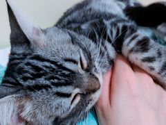 -猫大福·Fortune Cat猫舍(百子湾店)