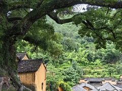 -杨家堂村