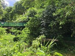 -西双版纳原始森林公园