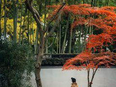 -秋霞圃