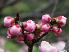 -梅花山(明孝陵内)