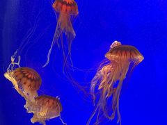 -上海海洋水族馆