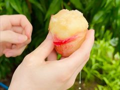 -老袁家蜜桃农场·阳山水蜜桃