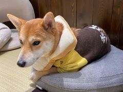 -逗柴咖啡屋·狗咖猫咖宠物桌游