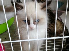 -Cappucimeow猫咪咖啡馆(韦伯时代店)