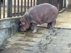 -合肥野生动物园
