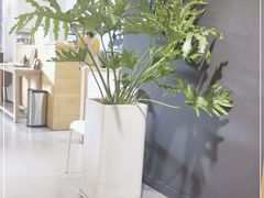 -猫里有甜