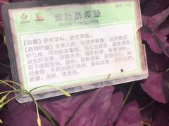 -嬉乐湾休闲旅游区