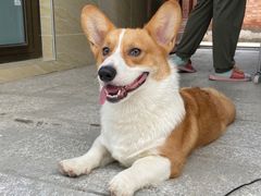 -宠福鑫康馨动物医院·骨科·眼科