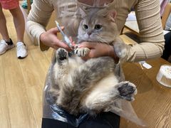-屋虎猫馆(宝安大仟里店)