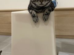 -有喵·猫咖·狗咖·30几只猫10只小狗(岗厦店)