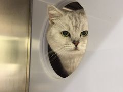 -凯特喵百思猫专科医院