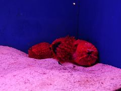-上海海洋水族馆