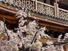 -洋湖国家湿地公园