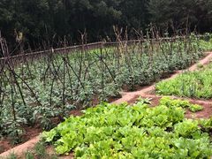 -延安杨家岭革命旧址