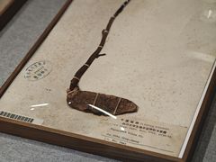 -四川大学博物馆