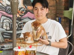 -柴犬高等学院·狗咖·柴犬售卖·宠物训练