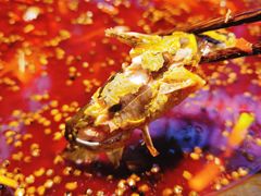 招牌青花椒麻辣锅-吃城都·鱼蛙火锅(西玉龙街店)